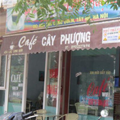 Cây Phượng Cafe