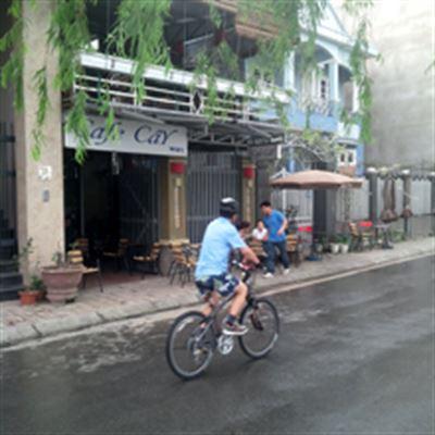 Cây Cafe