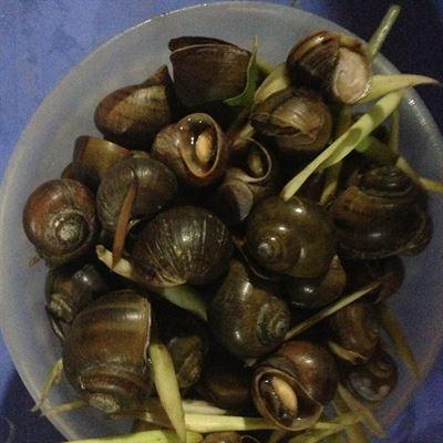 Phượng Mực – Trích Sài