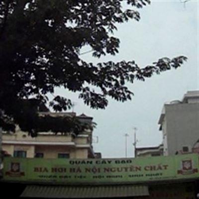 Cây Gạo Quán