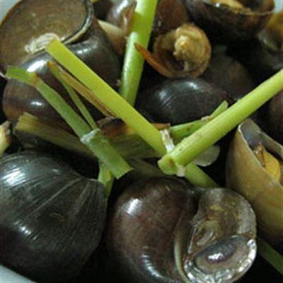 Linh Ốc – Dốc Hàng Than