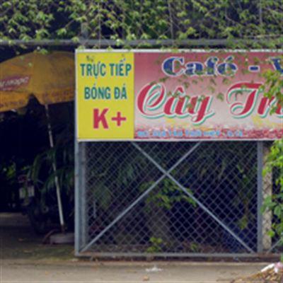 Cây Trứng Cá Cafe