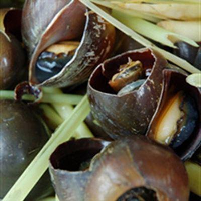 Ốc Cô Bé