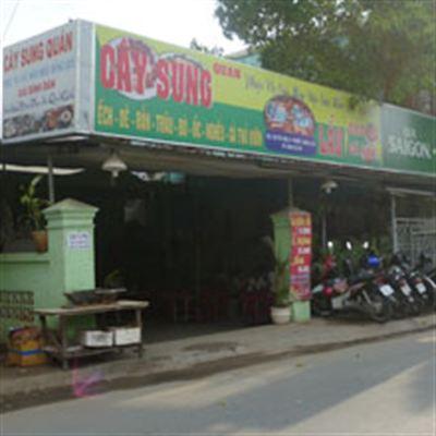 Cây Sung Quán – Đặc Sản Đồng Quê