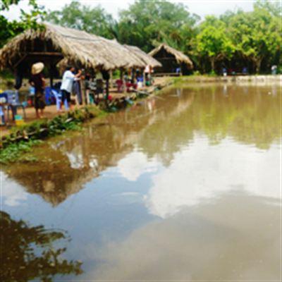 Câu Cá Giải Trí A Lượn