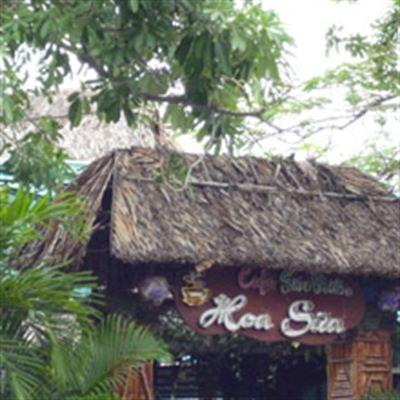 Hoa Sữa Cafe