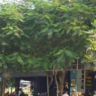 Việt Cafe