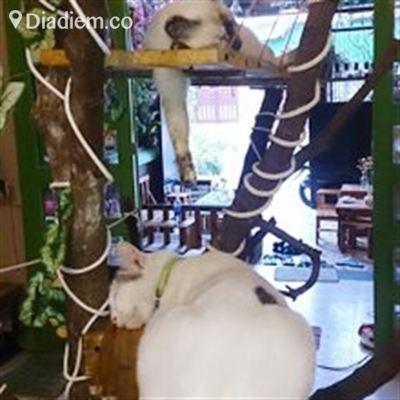Cafe Mèo Cần Thơ