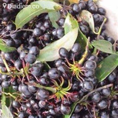 Đại Lý Bánh Đậu Xanh – Trái Cây Rừng Lê My