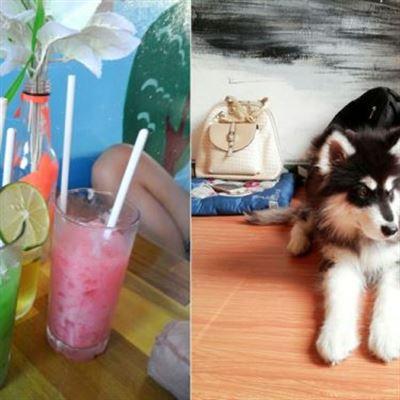 Happy Pet Cafe
