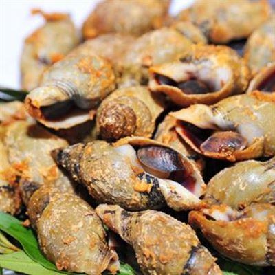Ốc Sao Đêm